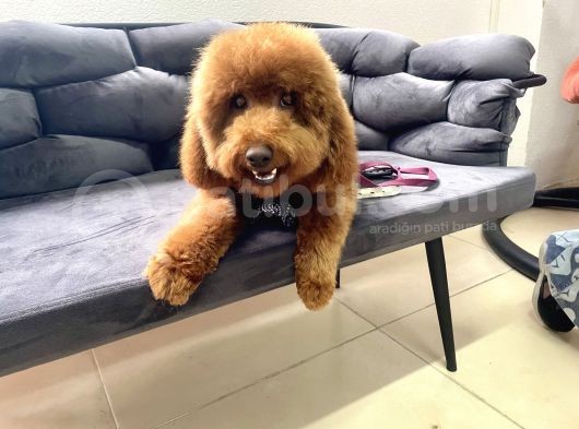 Safkan  Redtoy Poodle 8 Aylik görsel