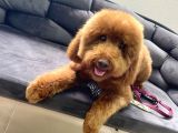 Safkan  Redtoy Poodle 8 Aylik