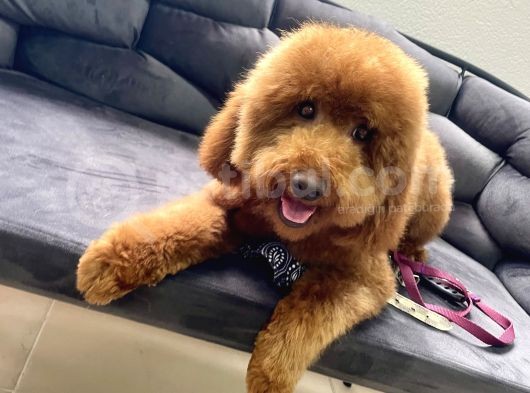 Safkan  Redtoy Poodle 8 Aylik görsel