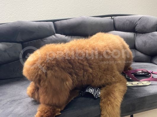 Safkan  Redtoy Poodle 8 Aylik görsel
