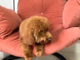 Safkan  Redtoy Poodle 8 Aylik