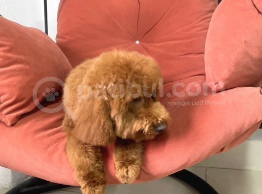 Safkan  Redtoy Poodle 8 Aylik görsel
