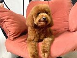 SAFKAN  REDTOY POODLE 8 AYLIK