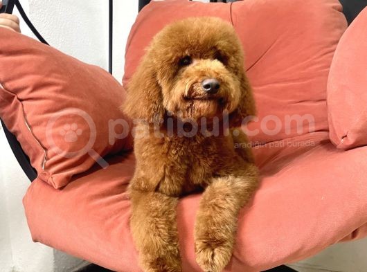 Safkan  Redtoy Poodle 8 Aylik