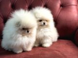 Petmode Köpek Çiftliğinden Kore Teddy Face Pomeranian