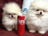 Petmode Köpek Çiftliğinden Kore Teddy Face Pomeranian