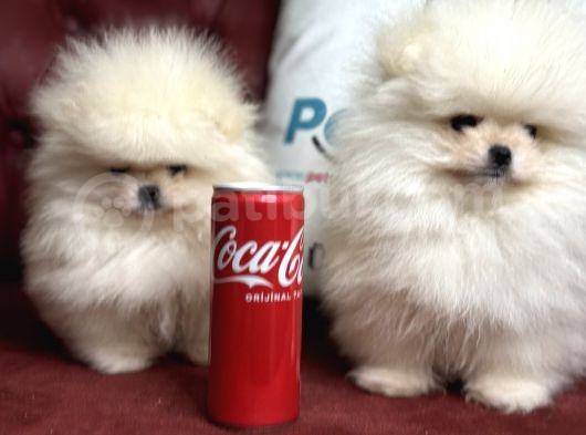 Petmode Köpek Çiftliğinden Kore Teddy Face Pomeranian görsel