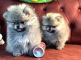 Petmode Köpek Çiftliğinden Kore Teddy Face Pomeranian