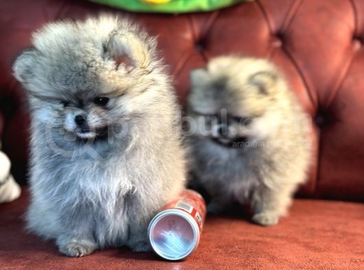 Petmode Köpek Çiftliğinden Kore Teddy Face Pomeranian görsel