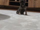 80 Günlük Fransız Bulldog Dişi