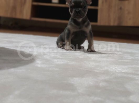 80 Günlük Fransız Bulldog Dişi görsel
