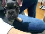 80 Günlük Fransız Bulldog Dişi