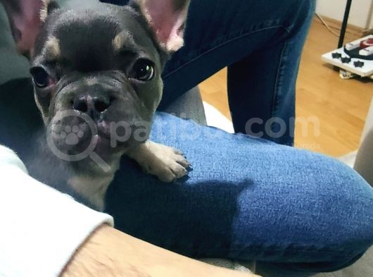80 Günlük Fransız Bulldog Dişi görsel