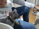 80 Günlük Fransız Bulldog Dişi
