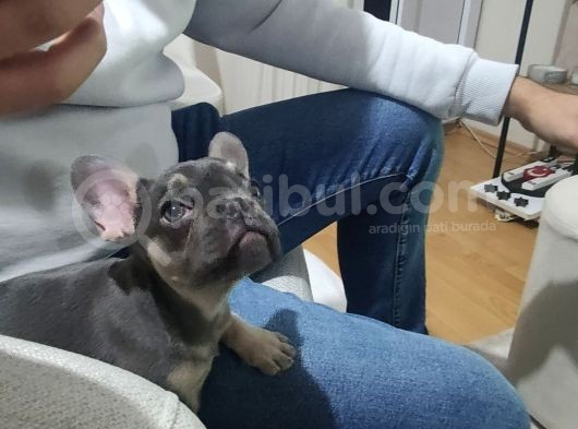 80 Günlük Fransız Bulldog Dişi görsel