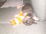 80 Günlük Fransız Bulldog Dişi