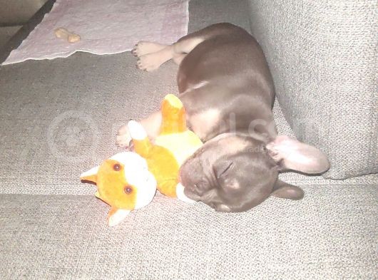 80 Günlük Fransız Bulldog Dişi görsel