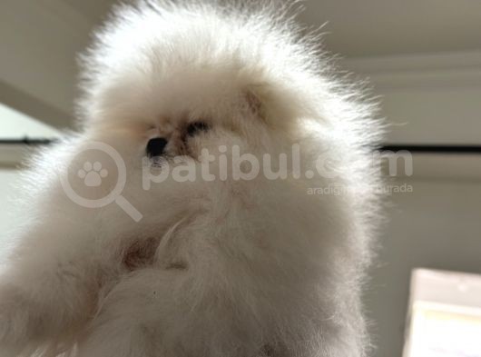Petmode Köpek Çiftliğinden Kore Teddy Face Pomeranian