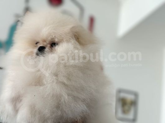 Petmode Köpek Çiftliğinden Kore Teddy Face Pomeranian görsel