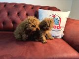 Petmode Köpek Çifrliğinden Dişi 5 Aylık Kore Toy Poodle