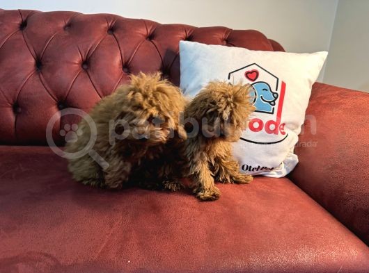 Petmode Köpek Çifrliğinden Dişi 5 Aylık Kore Toy Poodle görsel