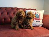 Petmode Köpek Çifrliğinden Dişi 5 Aylık Kore Toy Poodle