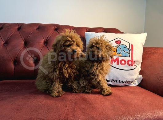 Petmode Köpek Çifrliğinden Dişi 5 Aylık Kore Toy Poodle görsel