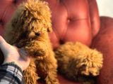 Petmode Köpek Çifrliğinden Dişi 5 Aylık Kore Toy Poodle