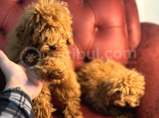 Petmode Köpek Çifrliğinden Dişi 5 Aylık Kore Toy Poodle görsel