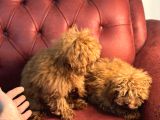 Petmode Köpek Çifrliğinden Dişi 5 Aylık Kore Toy Poodle