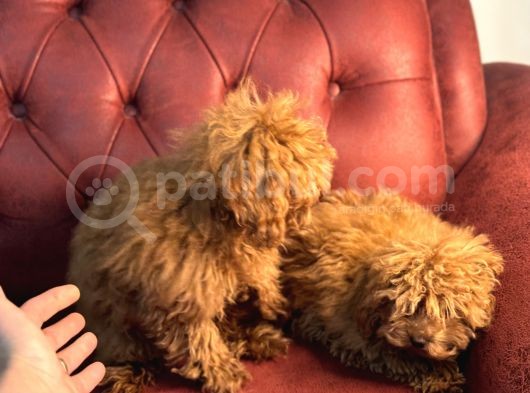 Petmode Köpek Çifrliğinden Dişi 5 Aylık Kore Toy Poodle görsel