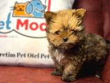 Petmode Köpek Çiftliğinden Tea Cup Morkie Yavrumuz