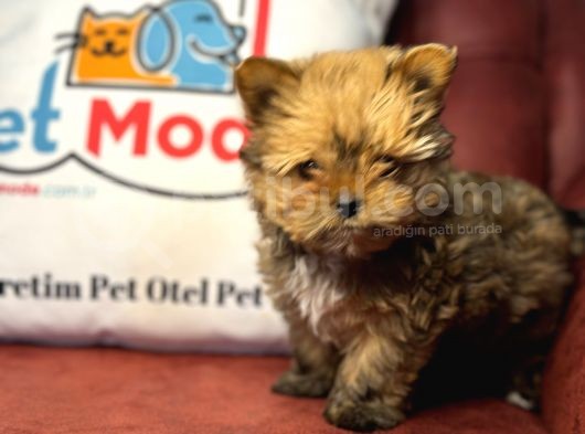 Petmode Köpek Çiftliğinden Tea Cup Morkie Yavrumuz görsel