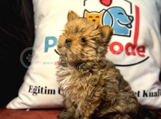 Petmode Köpek Çiftliğinden Tea Cup Morkie Yavrumuz görsel