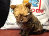 Petmode Köpek Çiftliğinden Tea Cup Morkie Yavrumuz
