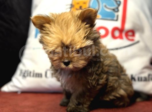 Petmode Köpek Çiftliğinden Tea Cup Morkie Yavrumuz görsel