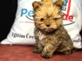 Petmode köpek çiftliğinden tea cup morkie yavrumuz