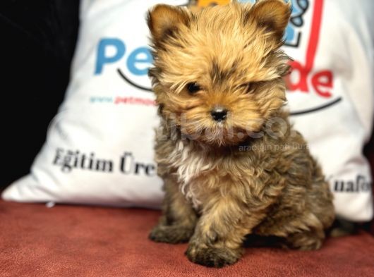 Petmode Köpek Çiftliğinden Tea Cup Morkie Yavrumuz