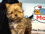 Petmode Köpek Çiftliğinden Tea Cup Morkie Yavrumuz