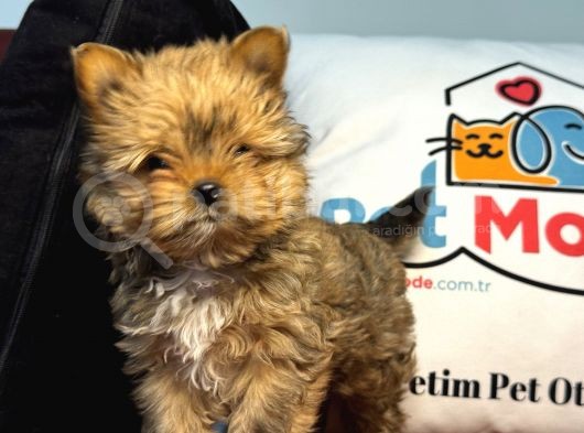 Petmode Köpek Çiftliğinden Tea Cup Morkie Yavrumuz görsel