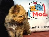 Petmode Köpek Çiftliğinden Tea Cup Morkie Yavrumuz