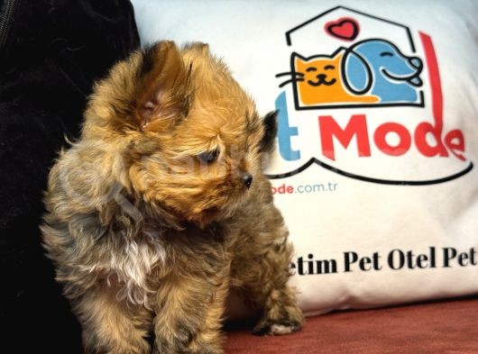 Petmode Köpek Çiftliğinden Tea Cup Morkie Yavrumuz görsel