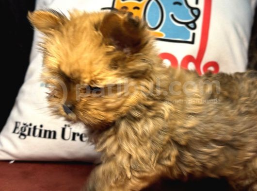 Petmode Köpek Çiftliğinden Tea Cup Morkie Yavrumuz görsel