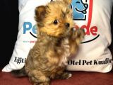 Petmode Köpek Çiftliğinden Tea Cup Morkie Yavrumuz