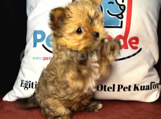 Petmode Köpek Çiftliğinden Tea Cup Morkie Yavrumuz görsel
