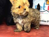 Petmode Köpek Çiftliğinden Tea Cup Morkie Yavrumuz
