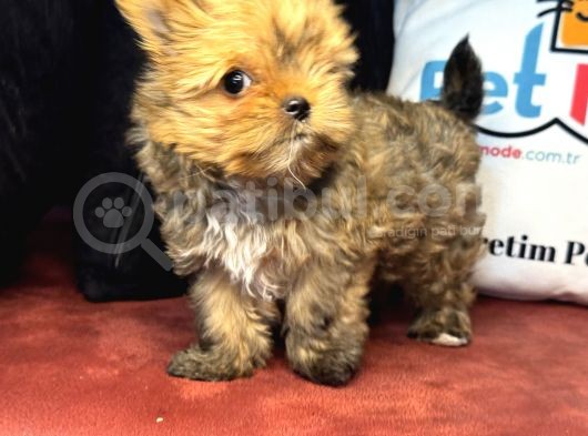 Petmode Köpek Çiftliğinden Tea Cup Morkie Yavrumuz görsel