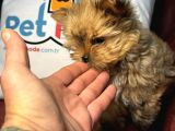 Petmode Köpek Çiftliğinden Tea Cup Morkie Yavrumuz