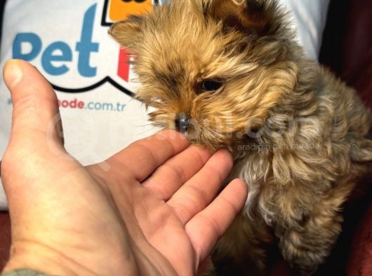 Petmode Köpek Çiftliğinden Tea Cup Morkie Yavrumuz görsel