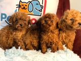 Show Kalite Redbrown Toy Poodle Yavrularımız